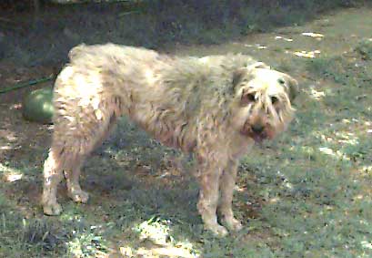 Photo of Hope, well groomed, side view standing.