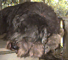 Photo of Jackie, a rescued Bouvier. this is a nice face photo.