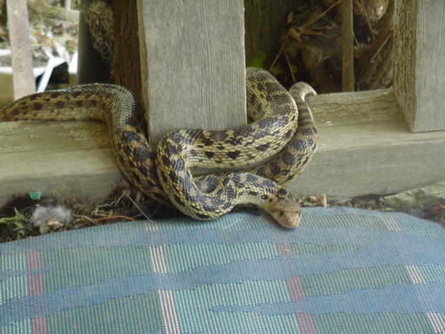 my house snake curled  around the porch railing
