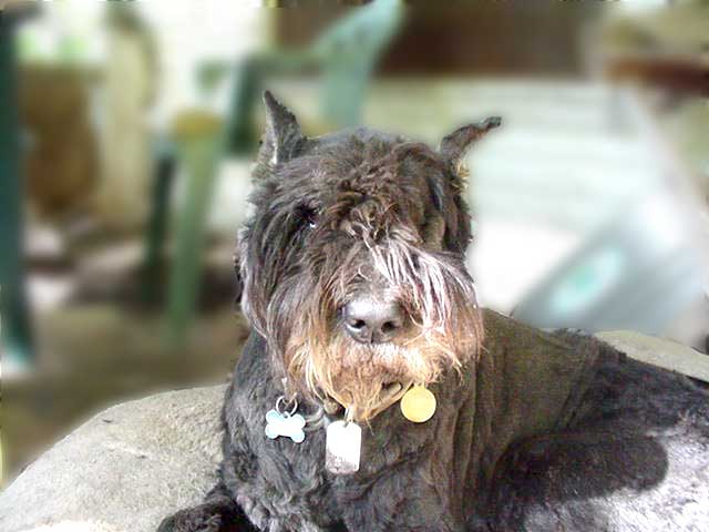 Annie Odin resting on my porch