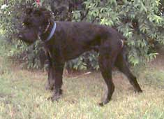 photo of Blake, young male Bouvier.