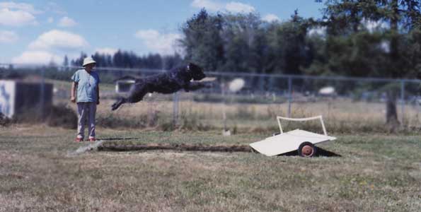 Photo of bouvier dog jumping a 12 foot plus broad jump in manner of French Ring sport.