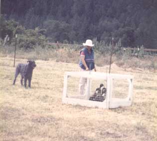 The Bouvier, Bones, has just penned his ducks during an Advanced class in an ASCA herding trial. The handler is shutting the pen gate.