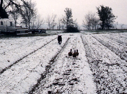 Bones as a young dog herding ducks through a quarter inch of snow.