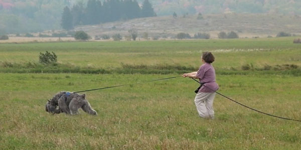 Bouvier Tracking dog