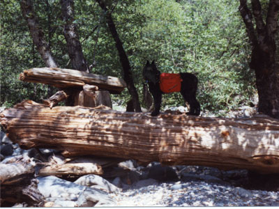 Photograph of Chelsea carrying backpack standing on a large fallen tree trunk at Cosumnes river.