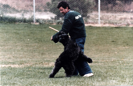 A Bouvier dog doing a dramatic bite at the first French Ring trial ever held in the USA.
