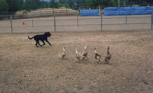 My dog Chris herding ducks at an ASCA trial.