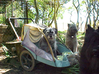 my precious Chris in the cart about to leave for a walk with my other dogs