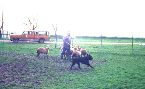 Chris, a young dog , in his very first herding lesson.