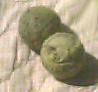 two tennis balls, one with torn cover