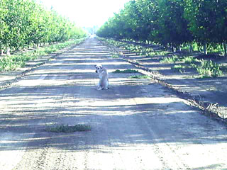 roaming dog on long lonesome road