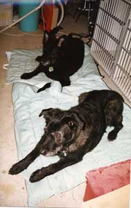 photo of two older bouvier crossbreds rescued by a friend of mine.