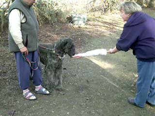 photo showing the use of the food dispensing fake hand for changing dog's attitude towards approaching strangers.