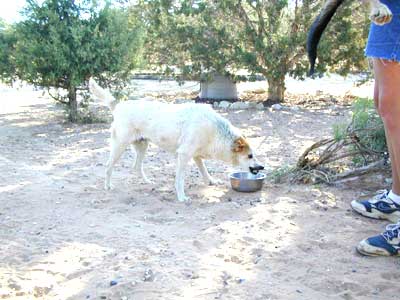 photo of a food guarding dog (possibly wolf hybrid ?)