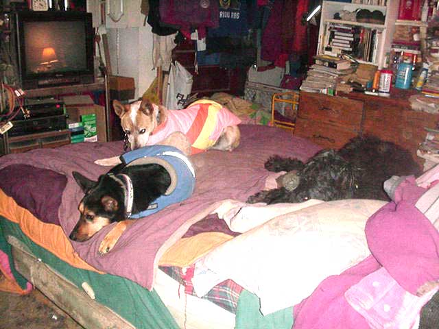 Fox (pink coat), Lady Bug (blue coat), and Velvet on my bed