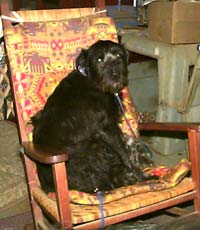 Freddie sitting in my rocking chair