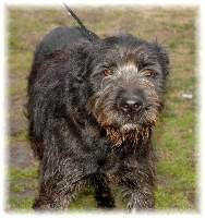 Freddie's shelter photo : looks like a Bouvier to me.