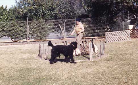 Young Bouvier being started on ducks using a round pen.
