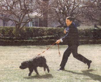 Ronald Reagan being dragged by his Bouvier puppy 