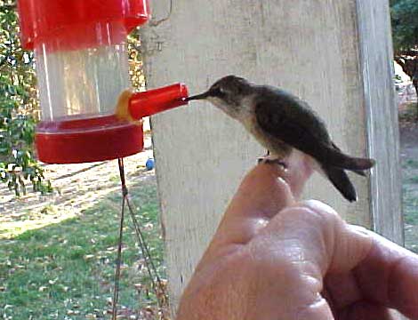 rescued hummingbird on my finger feeding at feeder