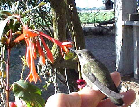 rescued hummingbird on my hand feeding at flower