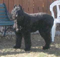 photo of Hunter, a ten year old Bouvier.