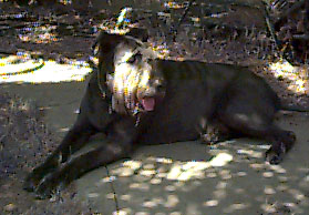 photgraph of Jake, day after intake, lying down in the shade.