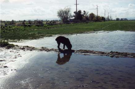 Photograph of Jewel the day before her death. she is drinking from a pool of rainwater and the sky and her body are beautifully reflected in the pool.