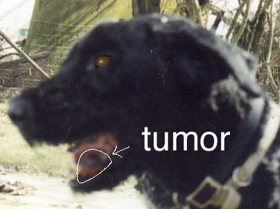 photo of dog with horible oral melanoma.