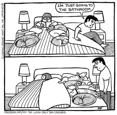 cartoon: dogs take over bed area vacated by human