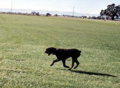 Photo of Lucky, a Bouvier x Golden spayed bitch, running accross a field of grass.
