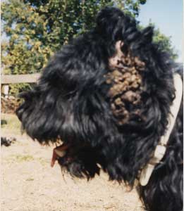 photo of newly rescued bouvier with infected ea.r