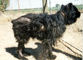 side view of badly neglected bouvier just after intake into rescue. side view showing that he is badly matted and has large areas of bare skin.