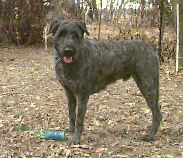 photo of Max, a young neutered male Bouvier available for adoption