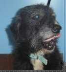 photo of Merv, an older Bouvier available for adoption
