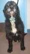photo of Merv, an older Bouvier available for adoption