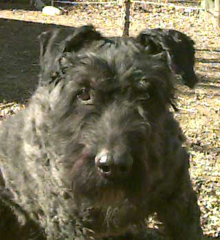 the face of Mijoux, a beautiful sweet older Bouvier