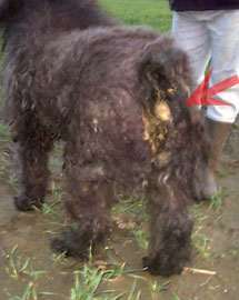 rear view of Mijoux at intake , showing fecal masses in his hair.