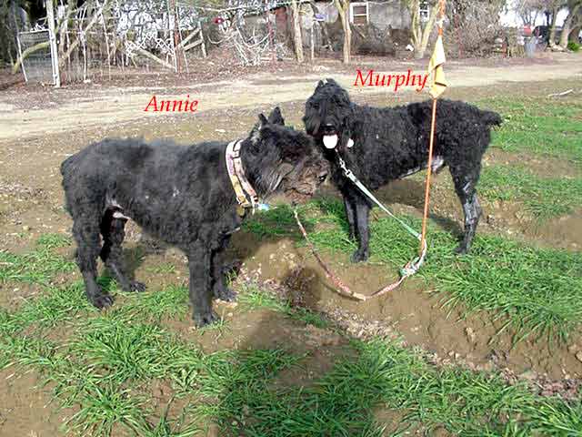 Annie (left) and Murphy (right)