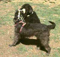 showing muzzle back-tied to body harness.