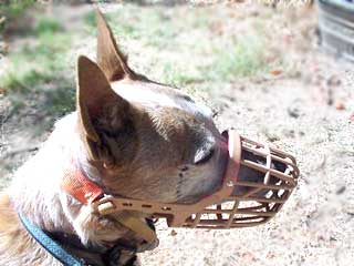 a muzzle that allows dog to pant