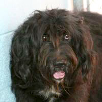 photo of Nemo's face, looking much like a Bouvier