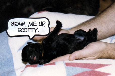 photograph of a newborn Bouvier puppy