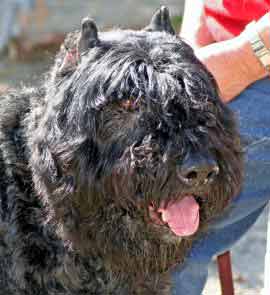 photo of the head of Onyx, a seven year old Bouvier in foster care.