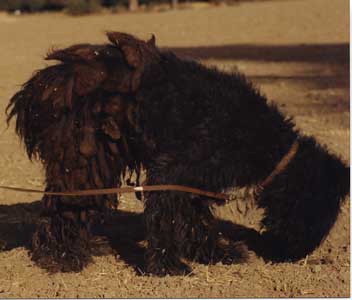 photo of a typical Bouvier as found at the Pound. badly matted and almost impossible to see the dog underneath the mats. Here in side view, showing the dreadlocks.