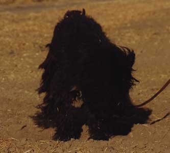 photo of a typical Bouvier as found at the Pound. badly matted and almost impossible to see the dog underneath the mats.