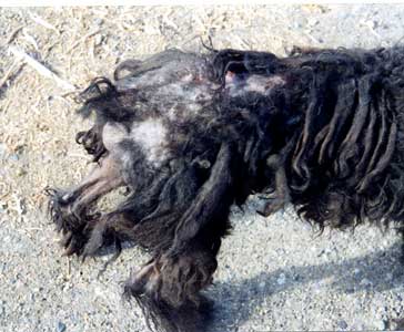 close-up of newly rescued bouvier with dreadlocks, bare skin, and infected sores.