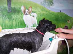 photo of Plato in the bathtub at the Allen's kennel.