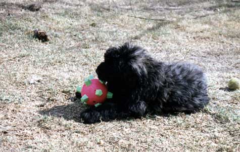 puppy playing with Giggle Ball